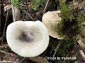 Clitocella mundula-amf1613-1
